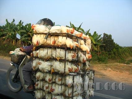 transport-de-poulet.jpg