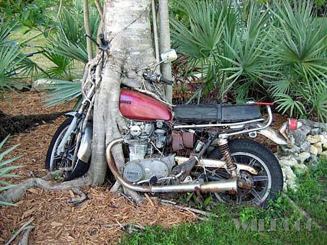 tree_motorcycle.jpg
