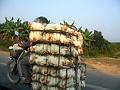 transport-de-poulet