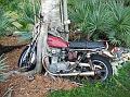 tree_motorcycle